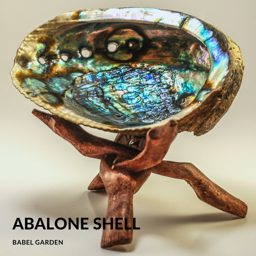 鼠尾草托盤-白鮑貝殼-支架